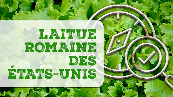 Laitue romaine des États-Unis