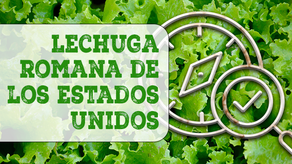 lechuga romana de los estados unidos